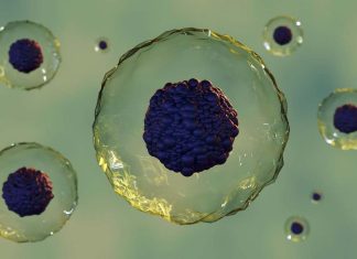 καρκίνο βλαστοκύτταρα