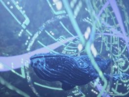 Φάλαινες Bryde's whales Star Trek Μάρκο Πόλο