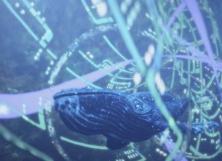 Φάλαινες Bryde's whales Star Trek Μάρκο Πόλο