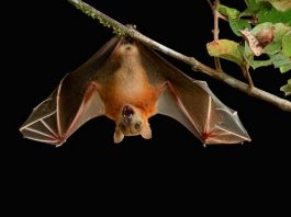 νυχτερίδες αδρανοποίηση άνθρωπος