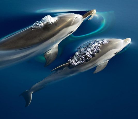 δελφίνια μικροπλαστικά επικοινωνία