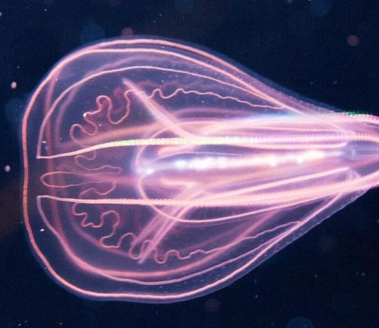 Ανακαλύφθηκε θαλάσσιο πλάσμα που μπορεί να αντιστρέψει την ηλικία του! είδη ζώων αντιστροφή ηλικίας