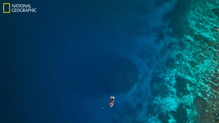 αποικία κοράλλια τεράστια