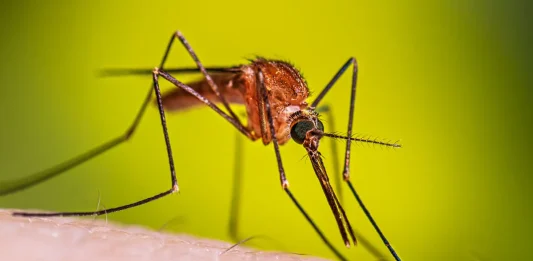 κουνούπια εμβόλιο