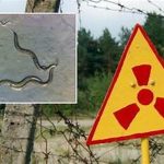 Chernobyl worms