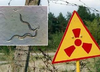 Τσέρνομπιλ σκουλήκια ραδιενέργεια DNA
