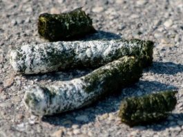 περιττώματα χήνας