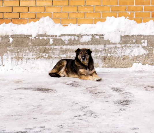 Γιατί τα σκυλιά του Τσερνομπίλ υφίστανται ταχεία εξέλιξη; Chernobyl σκυλιά