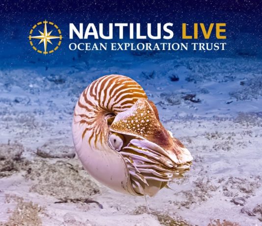 Απίστευτο! Επιστήμονες τράβηξαν βίντεο από αρχαία πλάσματα των ωκεανών!