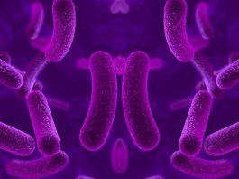 βακτήρια καθρέφτης απειλή ανθρωπότητα