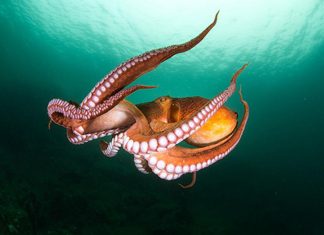 χταπόδι πλοκάμια ευελιξία