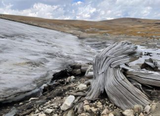 απολιθωμένα δάση πάγος