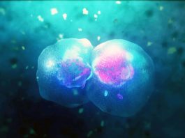 διακόπτης κύτταρα καρκίνος