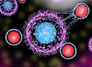 μοντέλο γονίδια καρκίνος