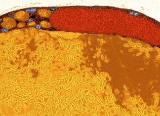 όπλο καρκίνου