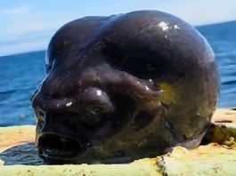 Aptocyclus ventricosus