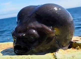 Aptocyclus ventricosus