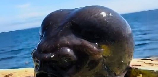 Aptocyclus ventricosus