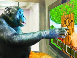 Kanzi Bonobo