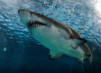 γοργόνα καρχαρίας