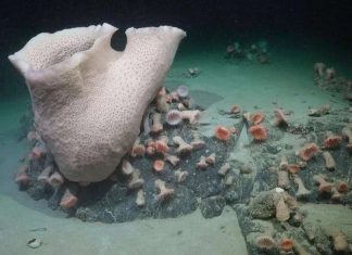 οικοσύστημα Ανταρκτική πάγος