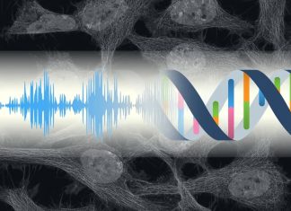 ήχος κύτταρα