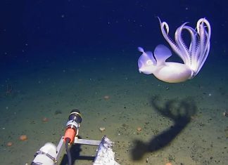 καλαμάρια κάμερα Ανταρκτική