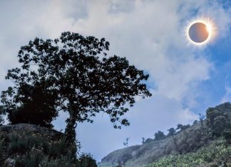 δέντρα έκλειψη