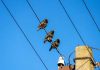 birds