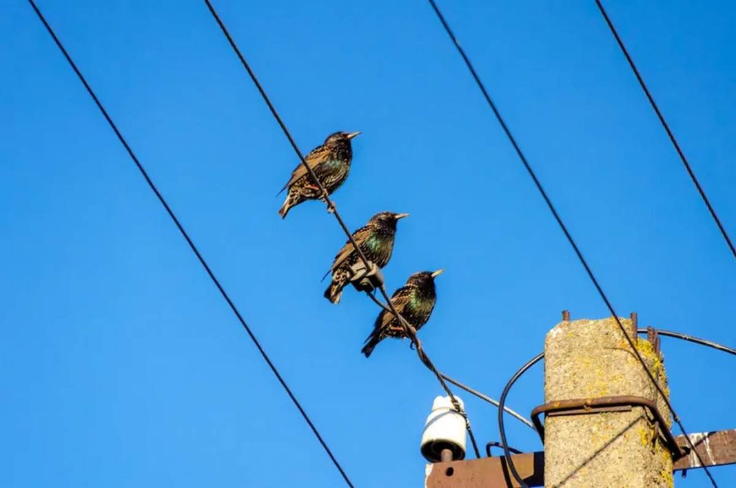 birds