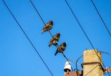 birds