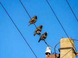 birds