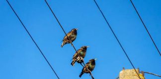 birds