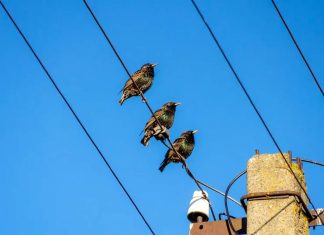 birds