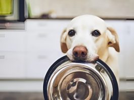 Τα σκυλιά μπορούν να «μιλήσουν» στους ιδιοκτήτες τους, σύμφωνα με μελέτη