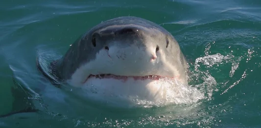 καρχαρίες ρουθούνια