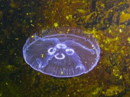 ανεμώνες σχέδιο σώμα