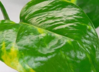 φυτό καρκίνο