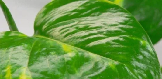 φυτό καρκίνο