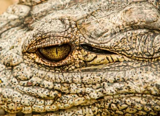 κροκόδειλος