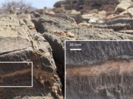 Ανιχνεύθηκε ένα νέο είδος ζωής στη Γη που δεν μπορεί να εξηγηθεί! είδος ζωής εξηγηθεί