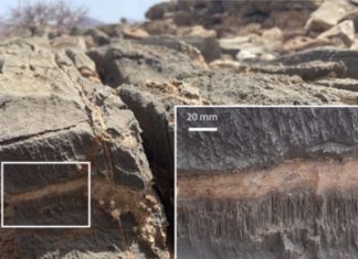 είδος ζωής εξηγηθεί