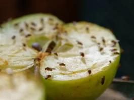 φρουτόμυγες