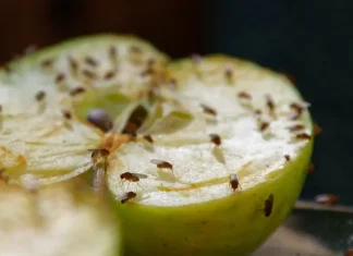 φρουτόμυγες