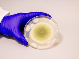 Η κατάρα του Τουταγχαμόν επιστρέφει για να σκοτώσει τον καρκίνο! κατάρα του Τουταγχαμόν