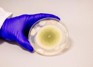 κατάρα του Τουταγχαμόν