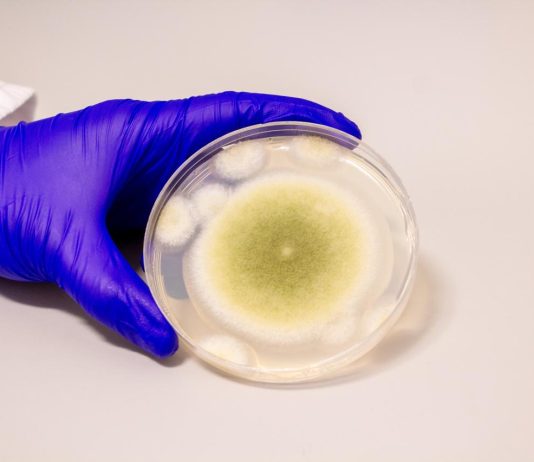 κατάρα του Τουταγχαμόν