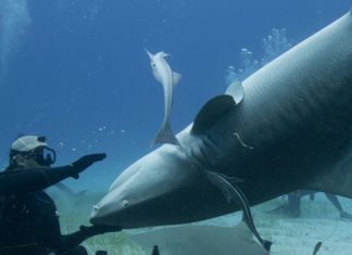 καρχαρίες ανάποδα
