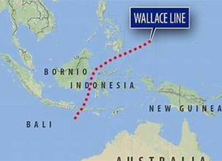 Wallace line