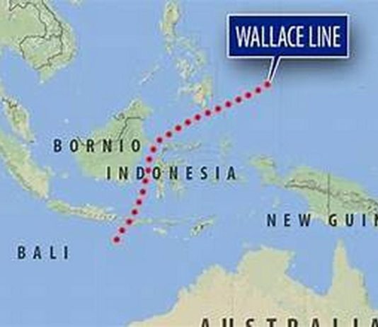 Υπάρχει μια αόρατη γραμμή στον κόσμο που τα ζώα δεν διασχίζουν ποτέ – Δείτε γιατί Wallace line